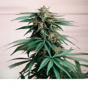 HAZE 8 AUTO