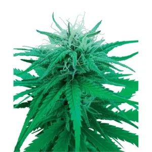 RUDERALIS INDICA REGULÄR 8