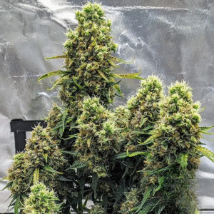 AUTO WHITE WIDOW 00 SAMEN