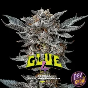 GORILLA KINGDOM GLUE 4
