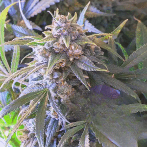 PINEAPPLE LARRY OG 9