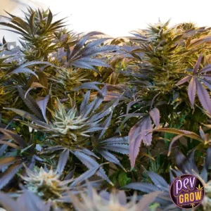 VELVET COOKIES AUTO 4