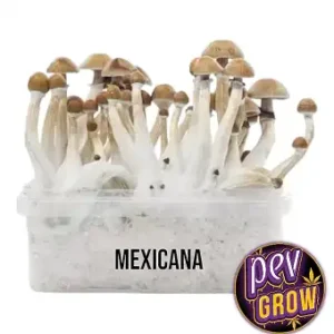 Pane ai funghi messicano