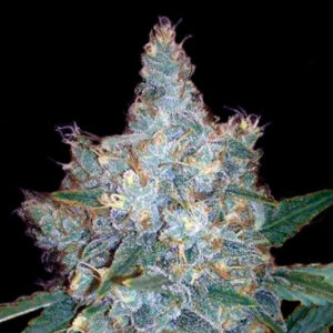 Samene autofiorente Blueberry (20% THC) 🌱