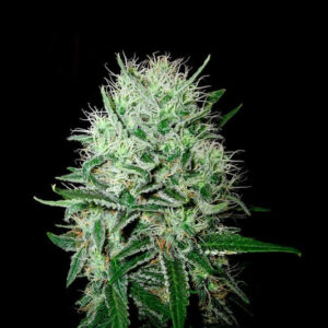 Devil's Kiss Autofiorente Samen (20% THC) 🌱