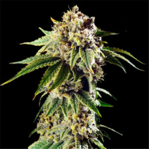 Semi DoSiDos - Femminizzati (32% THC) 🌱