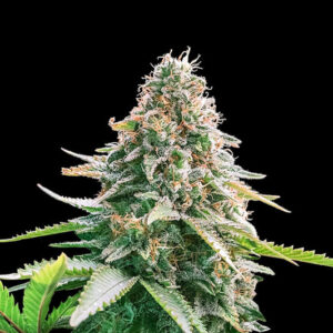 Gelato Samba Autofiorente (24% THC) 🌱