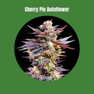 Cherry Pie - Autofiorente (20% THC) 🌱