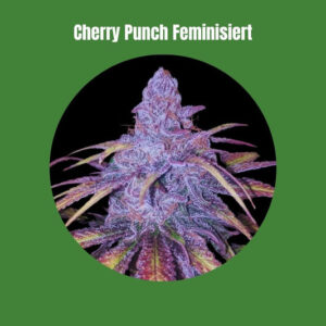 Cherry Punch - Femminizzata (23% THC) 🌱