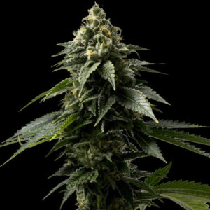 Semi di Coffee Rocket - Femminizzati (28% THC) 🌱
