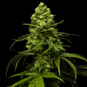 Semi di fragola - Femminizzati (24% THC) 🌱