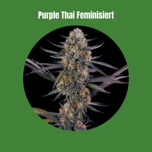 Purple Thai - Femminizzata (22% THC) 🌱