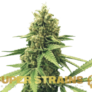 Semi Super Strain - Autofiorenti - DFA (21% THC) 🌱