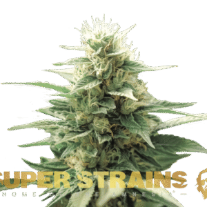 Semi Super Strain - Autofiorenti - FINI (21% THC) 🌱