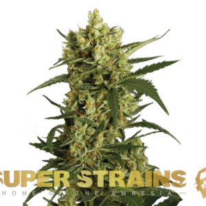 Semi Super Strain - Femminizzati - Crackers (26% THC) 🌱
