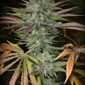 Watermelon Jam Autofiorente (21% THC) 🌱