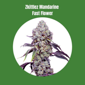 Zkittlez Mandarine a fioritura rapida (24% THC) 🌱
