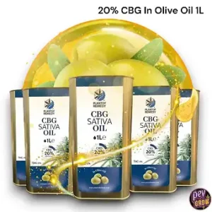 Olio d'oliva Eco CBG 20% 1 litro