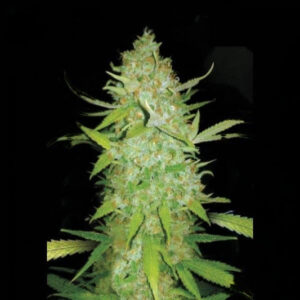 Semi autofiorenti AK-47 (21% THC) 🌱