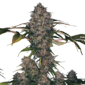 Semi di Black Domina XXL - Autofiorenti (19% THC) 🌱
