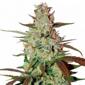 Semi Mazar Extra - Femminizzati (22% THC) 🌱