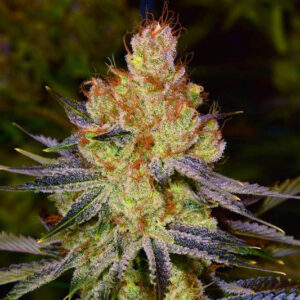 Samen autofiorente Orange Bud (22% THC) 🌱