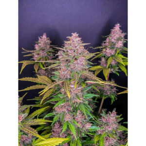 LSD Samen - Autofiorente (20% THC) 🌱