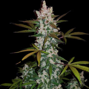 Semi di Green Scout Cookies - Femminizzati (20% THC) 🌱