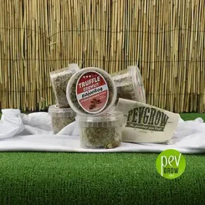 Kit di coltivazione del tartufo magico Pajaritos