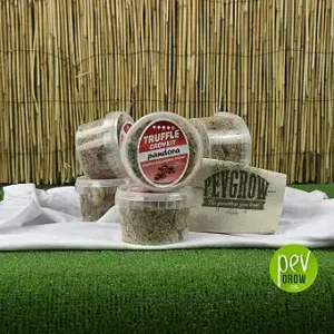 Kit per la coltivazione del tartufo magico Pandora