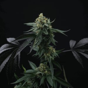 Semi di Lime Skunk - Femminizzati (24% THC) 🌱