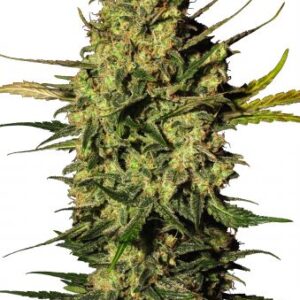 Semi di Grand Master Kush - Femminizzati (24% THC) 🌱