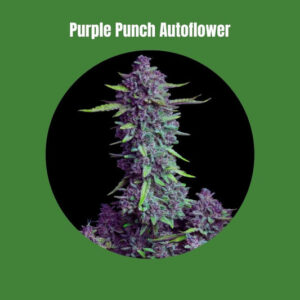 Purple Punch - Autofiorente (19% THC) 🌱